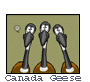 canadageese